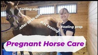 Caring For Your Pregnant Mare & Other Foaling Tips