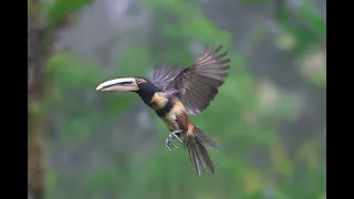 Toucan caught on video flying out of nest | WILD ECUADOR ADVENTURES