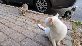 Cute Kitten accidentally entered the Angry White Cat's territory.