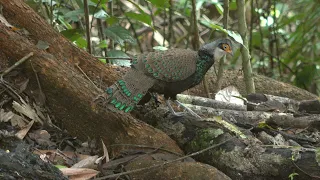 BORNEO A WILDLIFE ODYSSEY - PART 1 #wildlife #birds #birding #borneo