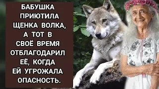 Бабушка приютила маленького волка, спустя время он спас её, когда ей угрожала опасность.