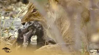 Lion Takes Revenge on African Wild Dog Pup