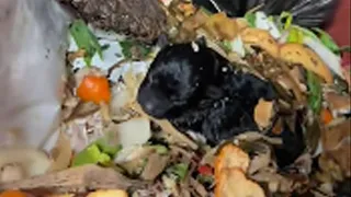 Left in the trash, the newborn puppy was desperate and tried to cry loudly for his mother