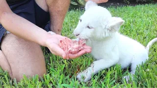 BABY LION FEEDING GONE WRONG ! I CANT BELIEVE THIS.....