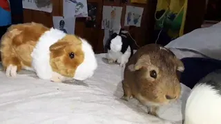 Mario and Luigi's first reactions to the plush Guinea Pigs.