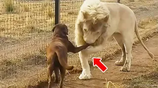 Mother Dog Saves a Lion Cub. What Happens Years Later Is Heartwarming!