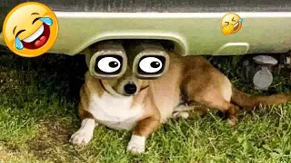 Funniest Animals 2023 😅 New Funny Cats and Dogs Videos 😹🐶 Part57