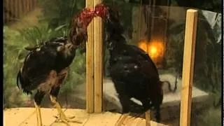 Cock Fighting