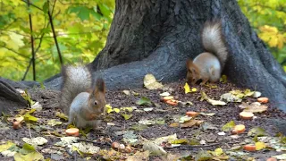 Много голодных белок / Lots of hungry squirrels