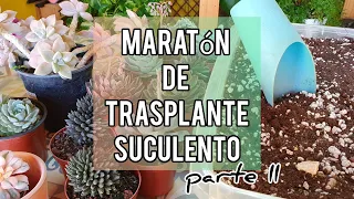 Maratón de trasplante de  Suculentas  Parte II/ Jardín Suculento