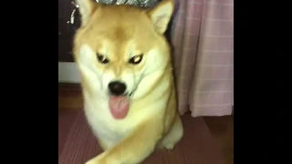 Очень злой Shiba inu пёс скалит зубы (Шиба ину/Shiba inu) | Лучшие приколы с животными | Funny dogs