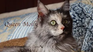 Introducing…Our Maine Coon Queen Molly!