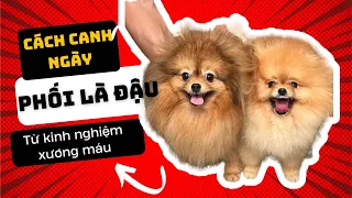 Phối giống phốc sóc và canh ngày phối dựa vào những biểu hiện của cún | Bánh Bò Pomeranian Vlog #10