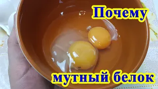 Почему мутный белок у яйца