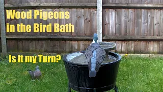 Wood Pigeons in the the bird bath