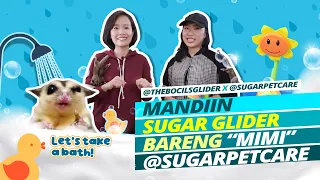 Memandikan Sugar Glider ala @sugarpetcare | Sugar Glider Bath Time with sugarpetcare