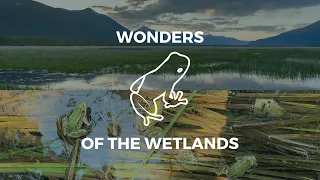 The Wonders of the Wetlands