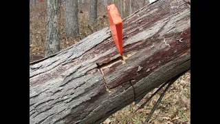 Staying Alive While Cutting A Deadly Spring Loaded Hickory