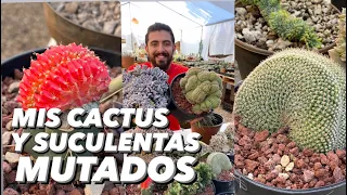 Mis Suculentas y Cactus CRESTADOS