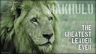 Makhulu Mapogo | The Last King