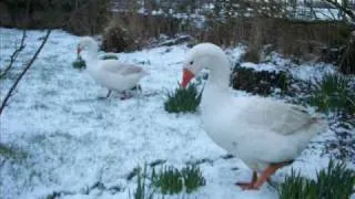 YULE SONG- Winter Solstice-Gloustershire Wassail