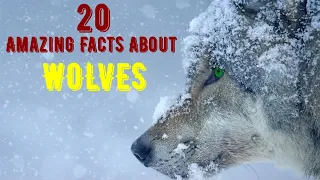 20 Amazing Facts About Wolves