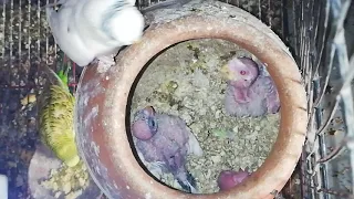 Hungry baby budgies crying for food