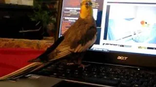 My cockatiel is singing again!
