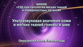 Омурзакова А. — Ультразвуковая анатомия кожи и мягких тканей головы и шеи