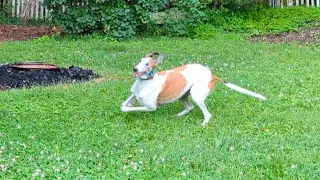 Adopted greyhound's first time in new backyard... he celebrates with zoomies!