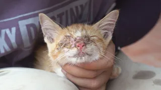 It was so painful.  The cat thought he was blind, but luckily I helped him