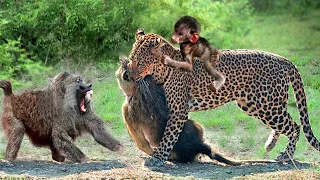Rare Story! Leopard Heartlessly Killed Mother Baboon And Became The Adoptive Mother Of Baby Baboon