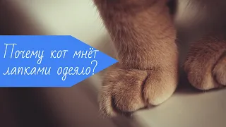 Почему коты мнут лапами одеяло?