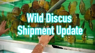 WILD DISCUS FROM BRAZIL - Update on last shipment