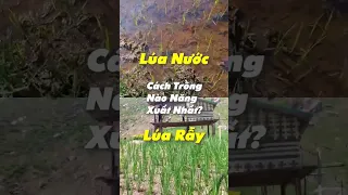 Lúa Nước vs Lúa Rẫy: Những Bước Đầu.