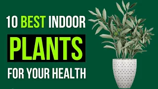 🌱 Green Thumb Guide: 10 Best Indoor Plants for Your Health 🌿
