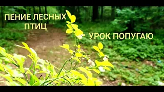 ПЕНИЕ ЛЕСНЫХ ПТИЦ. УРОК 4. УЧИМ ПОПУГАЯ ПЕТЬ КРАСИВЫЕ ТРЕЛИ!