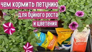 Чем я кормлю свои петунии для пышного и долгого цветения. Схемы подкормок