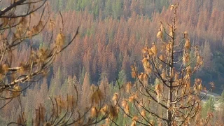 Understanding Forest Ecology: Fire, Water, and Bark Beetles