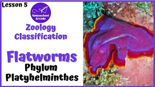 What are Platyhelminthes? | Phylum Platyhelminthes