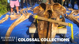 How Whale Specimens Get Devoured For The Smithsonian's 18,000 Bone Collection | Colossal Collections