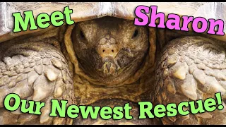 We Adopted a Huge Sulcata Tortoise!