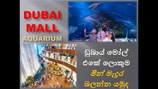Dubai Mall Biggest Aquarium යමුද ඩුබාය් මොල් එක අතුලට ලොකුම Aquarium බලන්න Most Famous Shopping mall