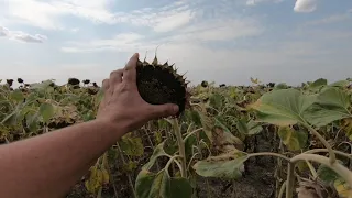 ПОДСОЛНЕЧНИК - Заряженный СУЛЬФОАММОФОСОМ 21/08/20