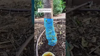 Cheap, effective way to keep ants off trees