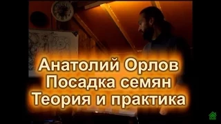 Анатолий Орлов. Посадка семян в ящик