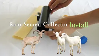 Ram semen collector installation method