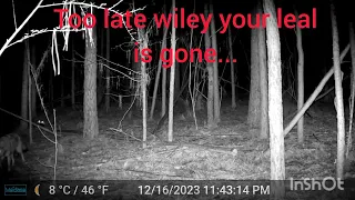 Trailcam.Baby Bigfoot climbing tree in darkness. 😂 Coyote misses meal. #animals #wildlife #bigfoot