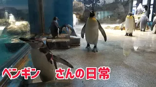 キングペンギン&ヒゲペンビンの日常 長崎ペンギン水族館King Penguin & Chinstrap Penguin Everyday Nagasaki Penguin Aquarium