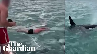 Man who attempted to 'body slam' an orca in New Zealand fined $600